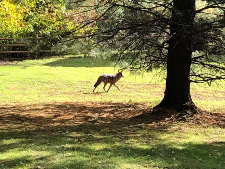 Another coyote has been spotted lurking in Westchester.