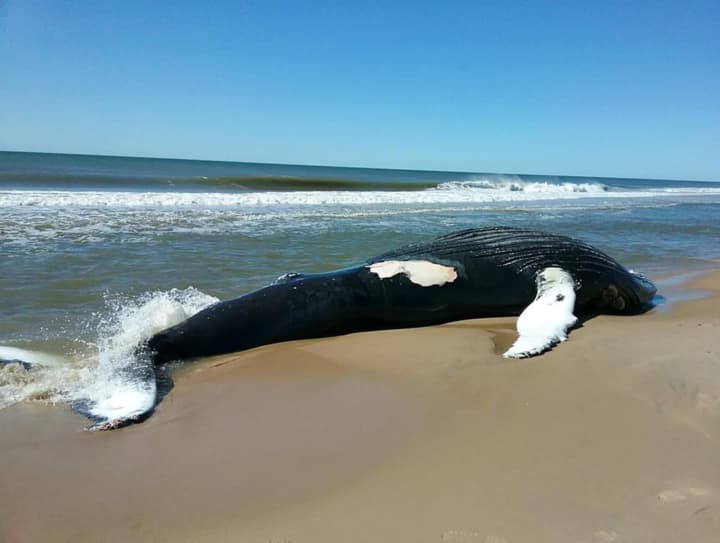 A dead humpback whale was found washed up on a Long Island shore.