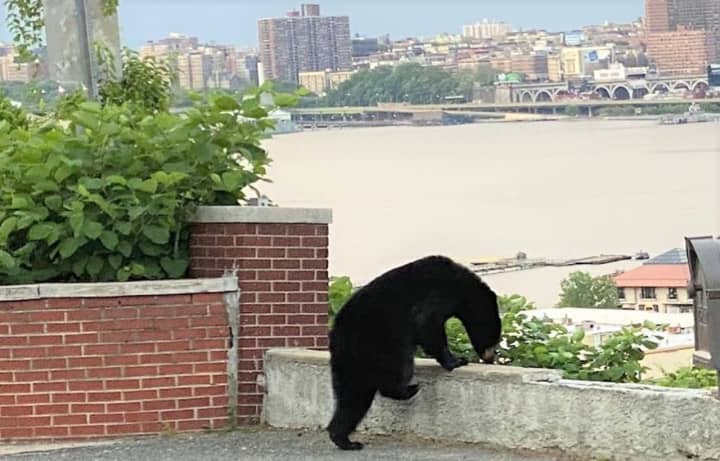 Riverside Drive and the West Side Highway can be seen on the other side of the Hudson during the young black bear&#x27;s visit to Cliffside Park.