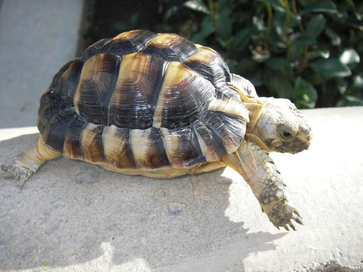 A Bronxville woman is hoping her two missing tortoises were taken by someone and not the prey of another animal.