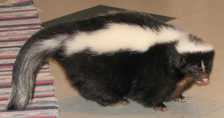 A rabid skunk was found in Pleasantville.