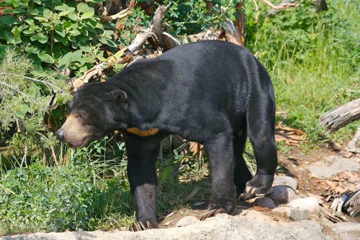 A bear was spotted in the area of Cedar Cliff Avenue, police said