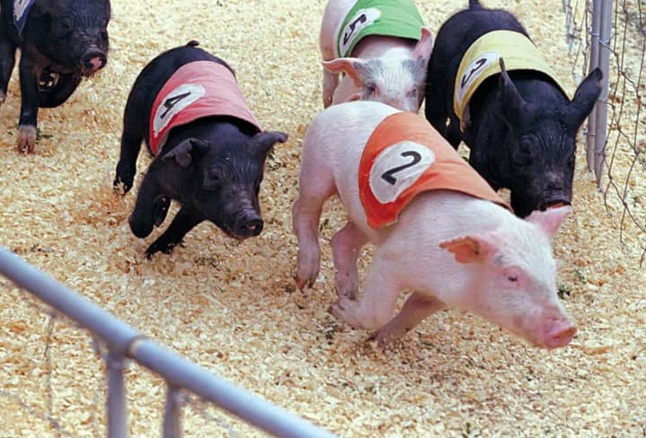 Thousands have signed a petition to stop pig racing at the Meadowlands.