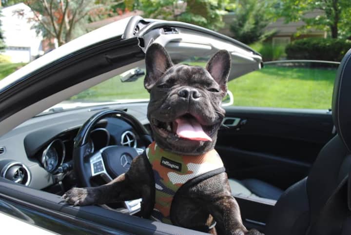 Royce the Frenchie shows off his driving chops.