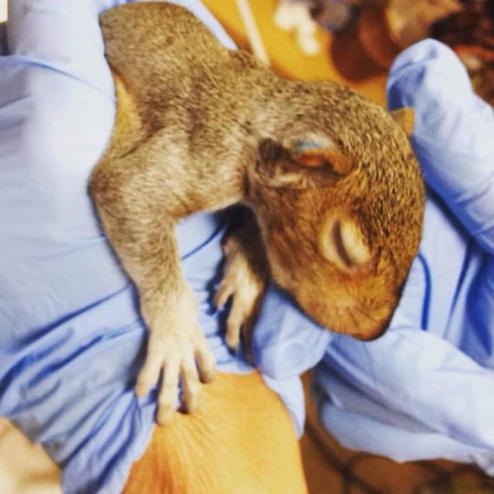 A four-week old squirrel who can&#x27;t even open his eyes is being rehabilitated at the Franklin Lakes Animal Hospital.