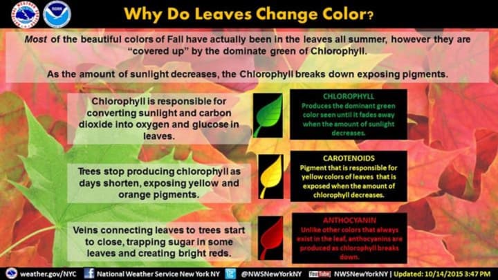 Ever wonder why leaves change colors; well, here&#x27;s your answer.