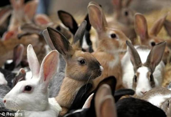 The Red Hook Public Library is hosting the 4-H group &quot;Cool Critters.&quot; The program is Dec. 5, at 11 a.m. This group of experts will present a program about the different breeds of rabbits and how to care for them. 