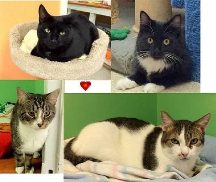 Cats like Axle, Lucille, Bandit and Patches will be available to take home at Animal in Distress Cat Shelter&#x27;s &quot;Take Me Home&quot; adoption event Saturday.
