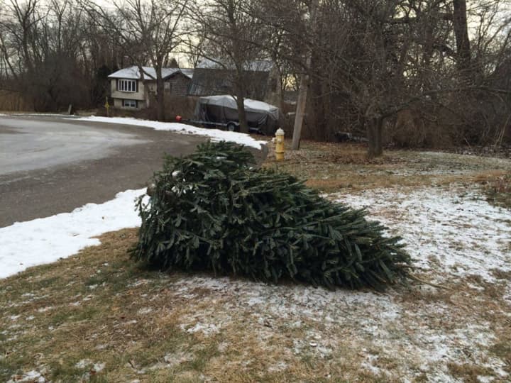 Christmas tree pickup begins this week in Norwalk.