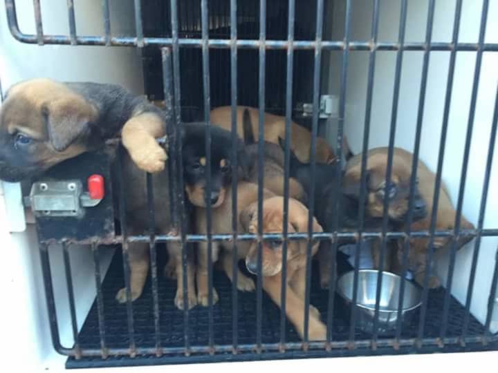 Bergen County Protect and Rescue saved these puppies and more than 40 more from a North Bergen home.