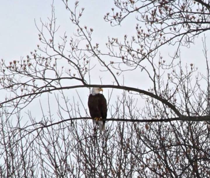 A bald eagle overlooks Pompton Lakes.
