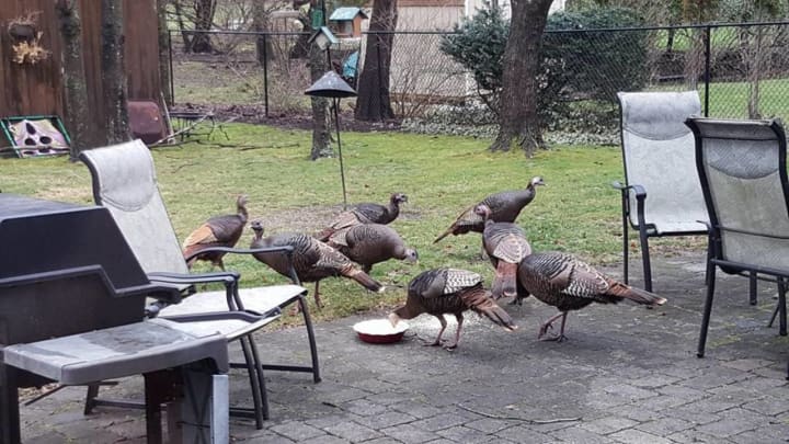 A group of wild turkeys jumped a Hillsdale mail carrier last week.