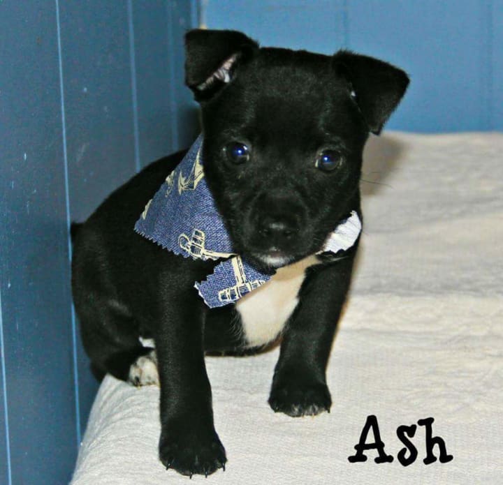 Ash is one of the critters currently in need of a foster home.