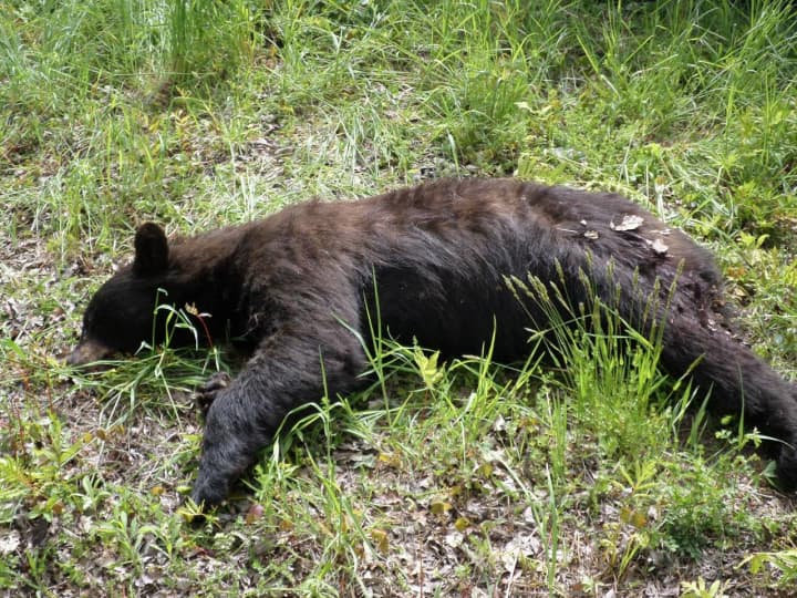 A black bear found dead near Roxbury was shot and killed and state officials are asking for help in finding the person responsible for the bear&#x27;s death.