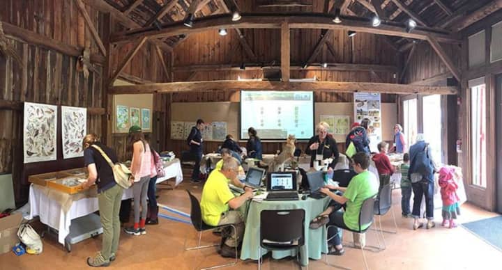 The Science Center in Burlingham Barn is the hub of species identification and data entry for the BioBlitz at Weir Farm, which is located in Wilton and Ridgefield.