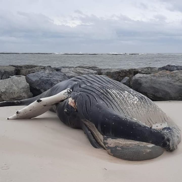 A dead and frozen humpback whale measuring 32 feet and approximately 10 tons washed up on a New Jersey beach on Christmas Day.