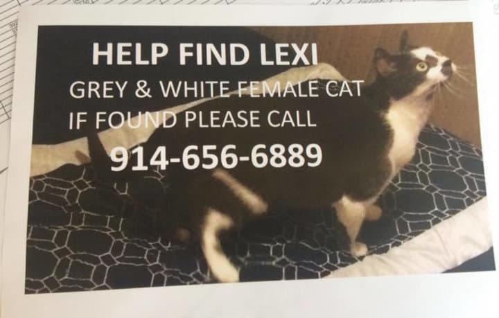 The owners of Lexi, a grey and white female cat are asking for help in locating her.