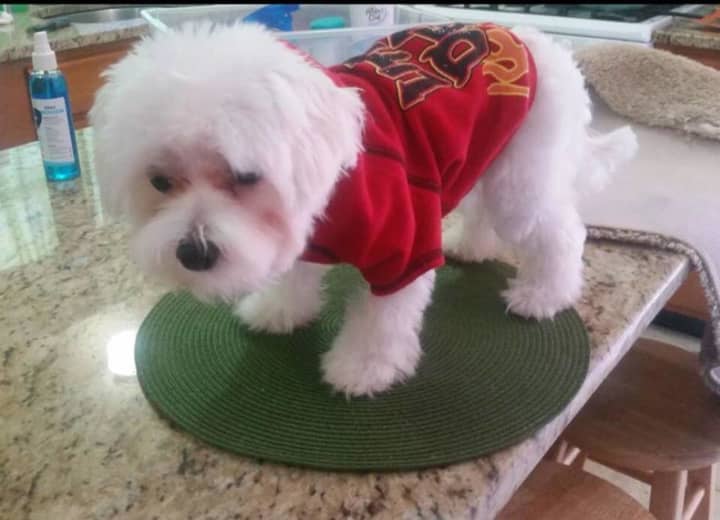 The owners are searching for Chewy, a young white Maltese, who ran away from Aldo Street in Bridgeport.