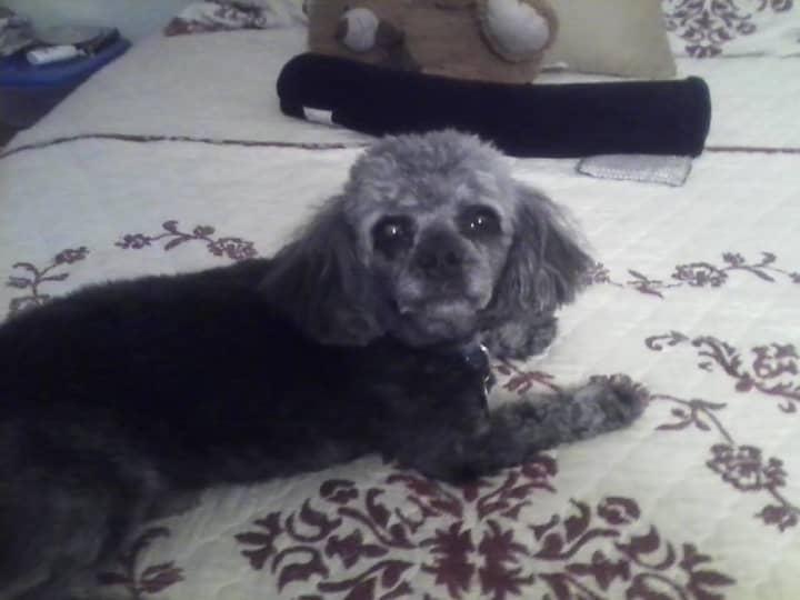 Buddy the poodle has been missing from his Mount Vernon home since about 9 p.m. on Thursday, June 23.