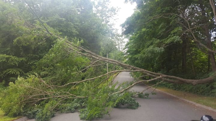 A tree is down on Honeysuckle Hill Road in Easton.