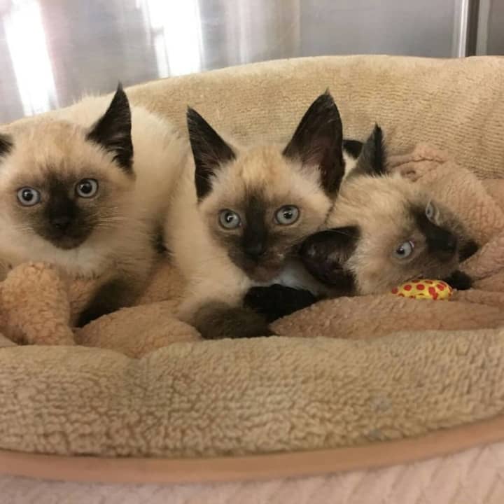 START II had a litter of Siamese kittens up for adoption this summer.