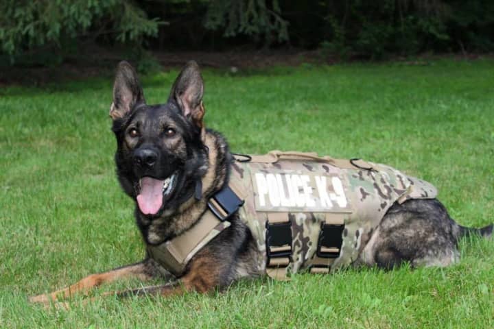 One of the Fairfield Police Department&#x27;s K-9s sports a new vest.