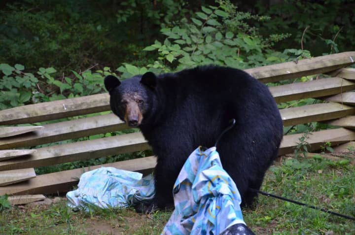 A black bear like this was spotted on two different days by multiple residents of Easton.