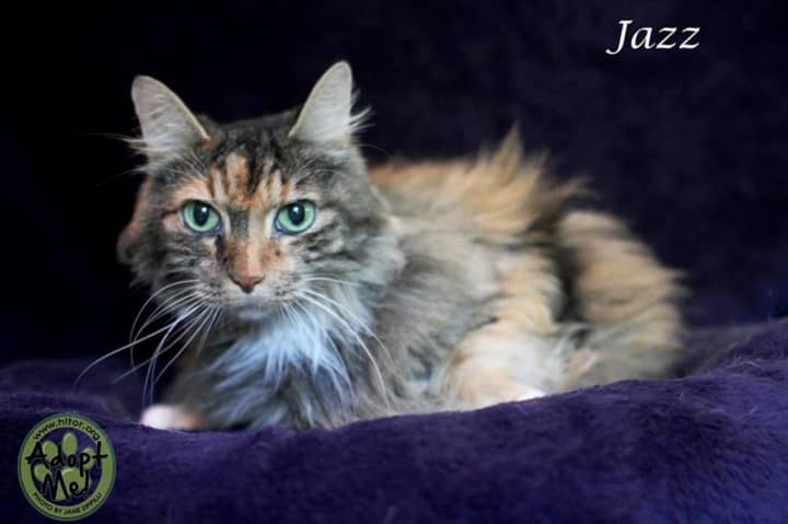 Jazz is the Hi Tor Animal Care Center&#x27;s Pet of the Week.