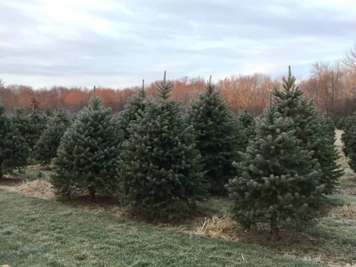 Solvang Tree Farm in Poughkeepsie is one of many area tree farms worth the drive from Rockland.