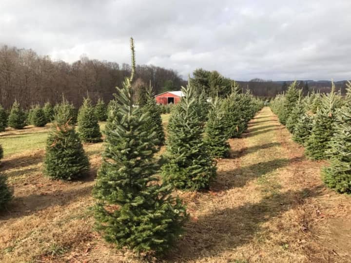 You can cut your own Christmas trees at Evergreen Farm in Millbrook.