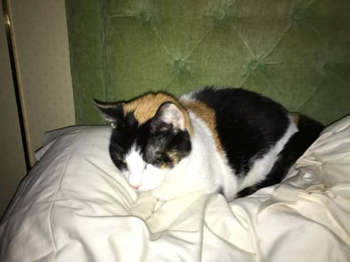 Tulip, a 17-year-old Calico cat is missing in Larchmont and in danger.