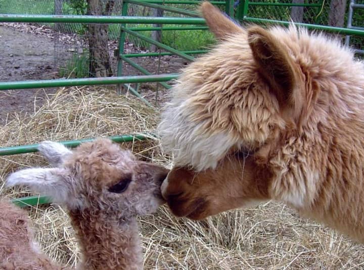 Rock Ridge Alpaca Farm in Chester is a great place to take the kids.