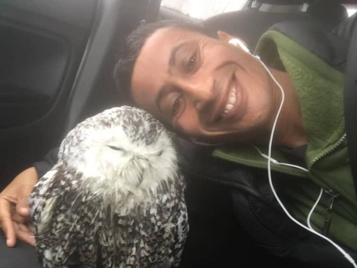 Peekskill wildlife photographer Anwar Alomaisi and the snowy owl he rescued Saturday morning in Connecticut.