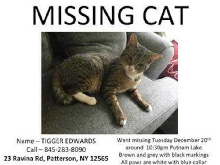 Tigger is missing from his Ravina Road home in Patterson.