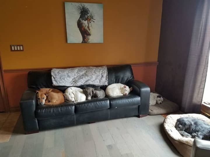 Steve Quilliam&#x27;s pack and some foster dogs sleep on his Fair Lawn couch.