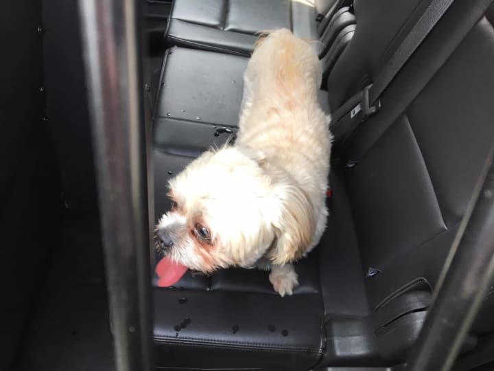 The Ramapo Police Department recently recovered this missing dog.