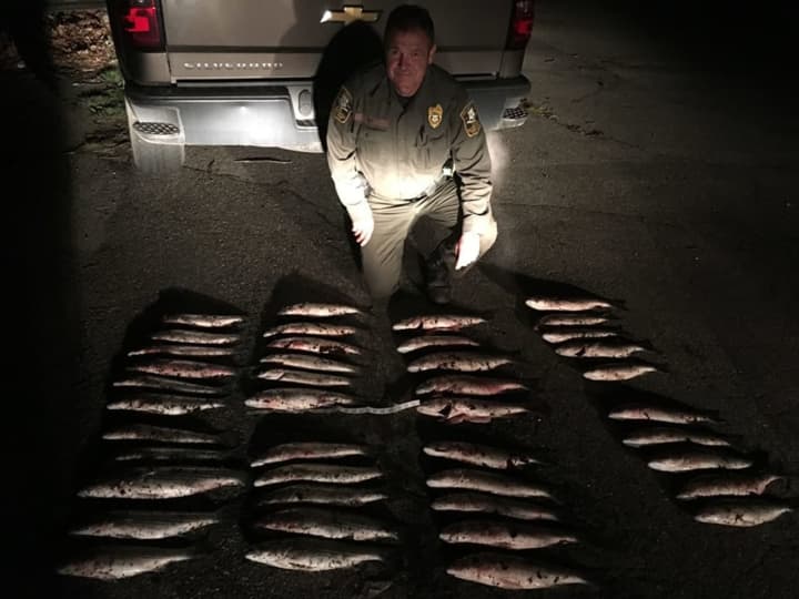 Officers from the Connecticut State Environmental Conservation Police find five fishermen with 42 undersized striped bass along the Housatonic River.