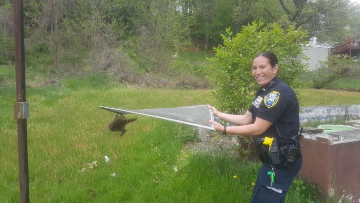 Ossining Police Officer Hirshowitz with the rescued raccoon.