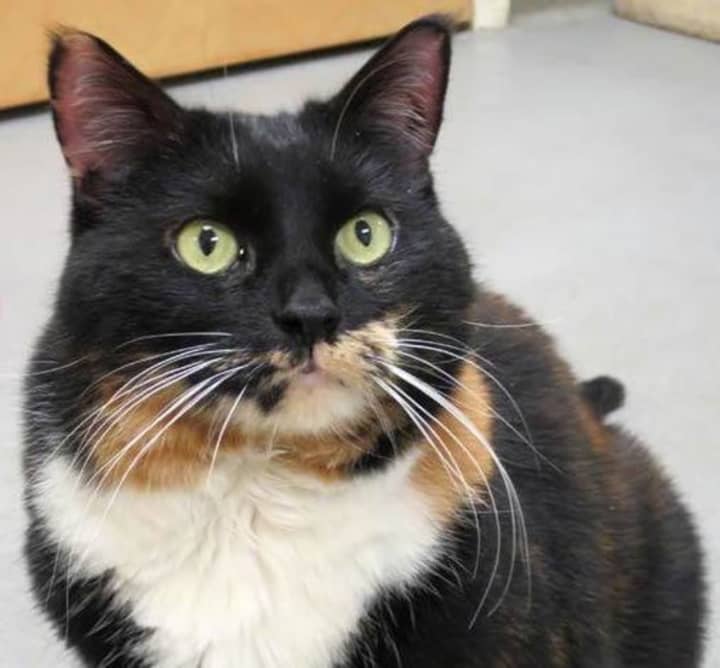 Prissy is a 10-year-old cat looking for a home.