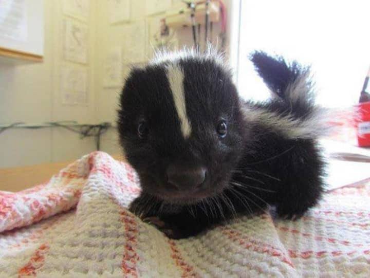 NJ Exotic Pets in Lodi is taking orders for skunks and other animals.