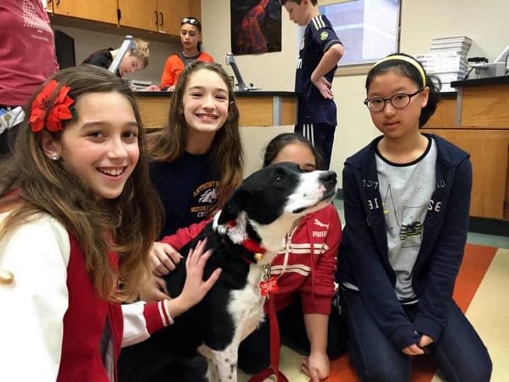 Lucy the therapy dog meets students at Anthony Wayne Middle School in Wayne.