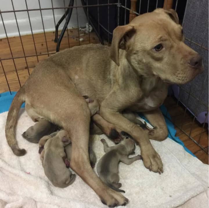 Everly and her puppies are being cared for by a Mahwah vet.