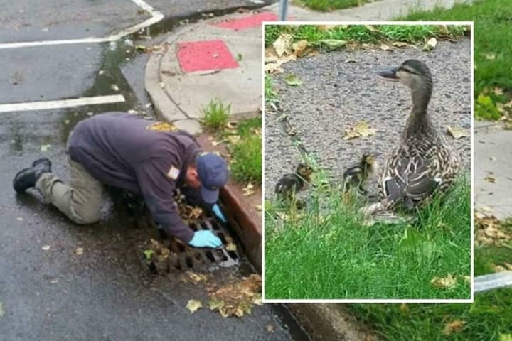 Rescuer gets down for ducklings.