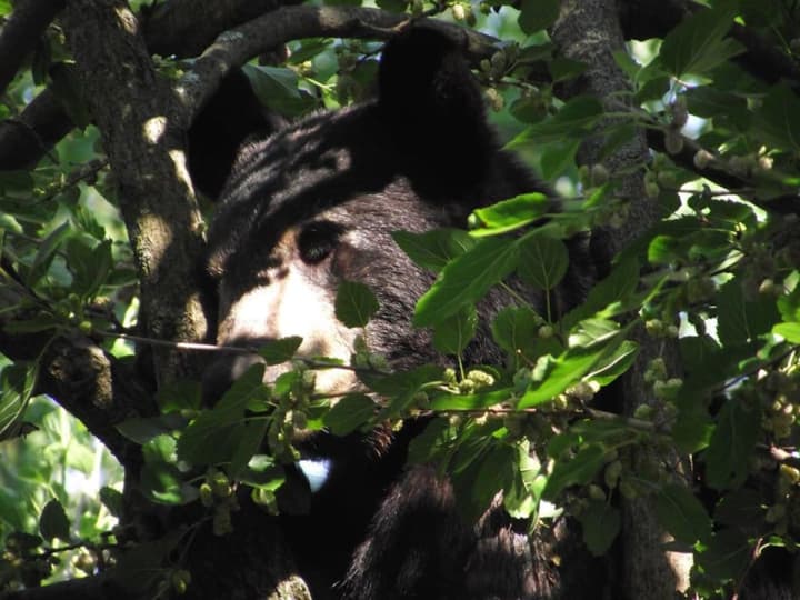 A black bear was spotted in a tree on Goffle Hill Road in Hawthorne Monday afternoon.