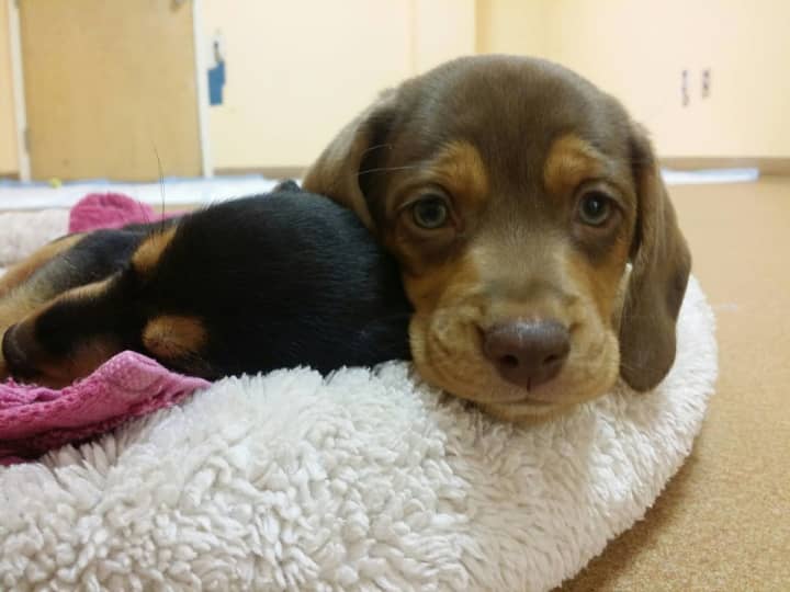 Norwalk PAWS has six beagle mix puppies that are almost ready for adoption.