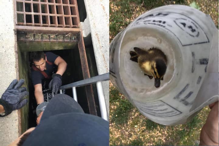 Norwalk firefighters plunge into the sewer drain to bring 11 ducklings to safety.