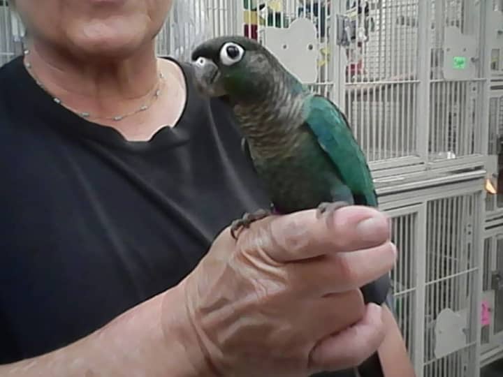 A green turquoise cheek was stolen from a Saddle Brook pet shop.