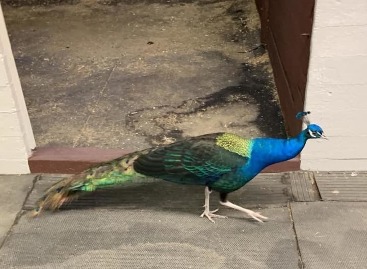 Missing a peacock? One&#x27;s been found.