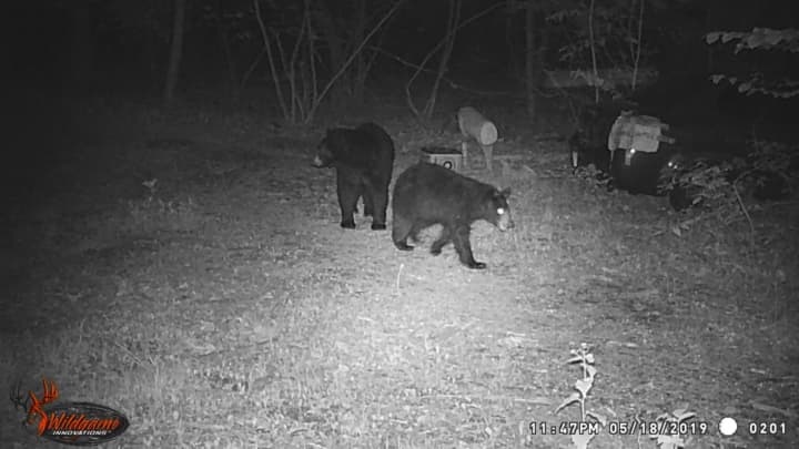 A pair of black bears were seen rummaging through trash bins in Dutchess County.