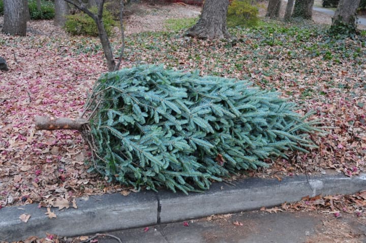 The Lewisboro Boy Scouts Troop 1 will recycle Christmas trees for local residents as part of their annual fundraiser.